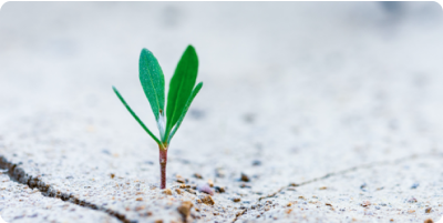 A small green plant sprouting from the soil, symbolizing growth and sustainability.